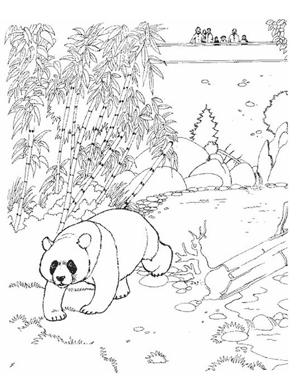 Panda i zoo Tegninger