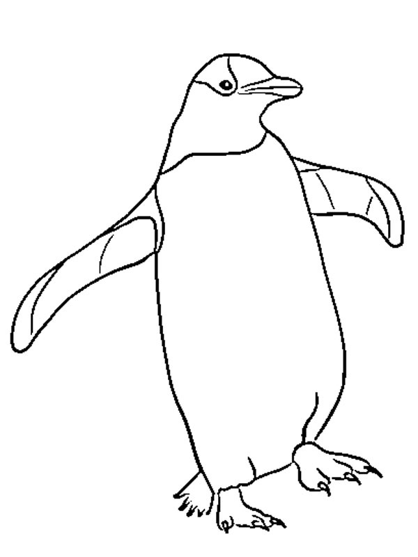 Pingvin Tegninger