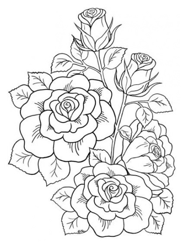 Rosetatovering Tegninger Rosetatovering Tegninger