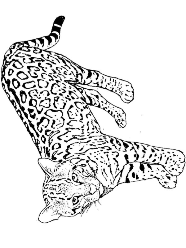 Leopard Tegninger Leopard Tegninger