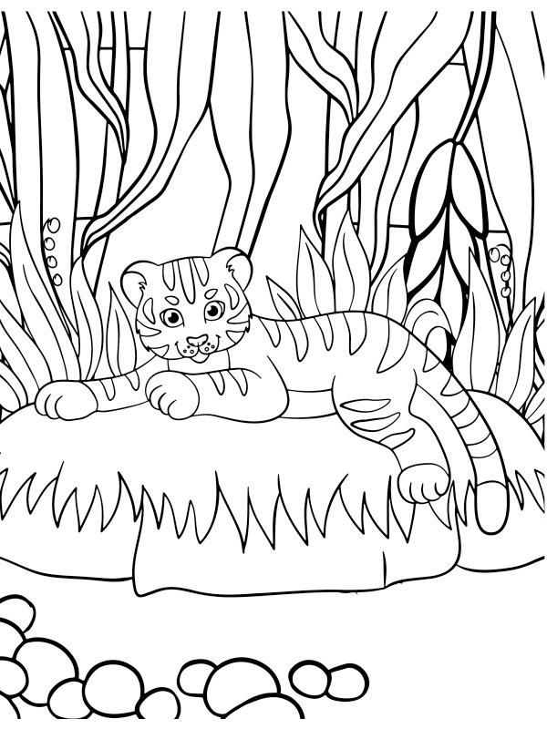 Tigerunge Tegninger Tigerunge Tegninger