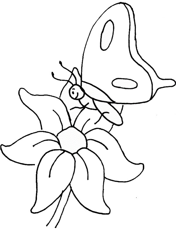 Sommerfugl på blomst Tegninger Sommerfugl på blomst Tegninger