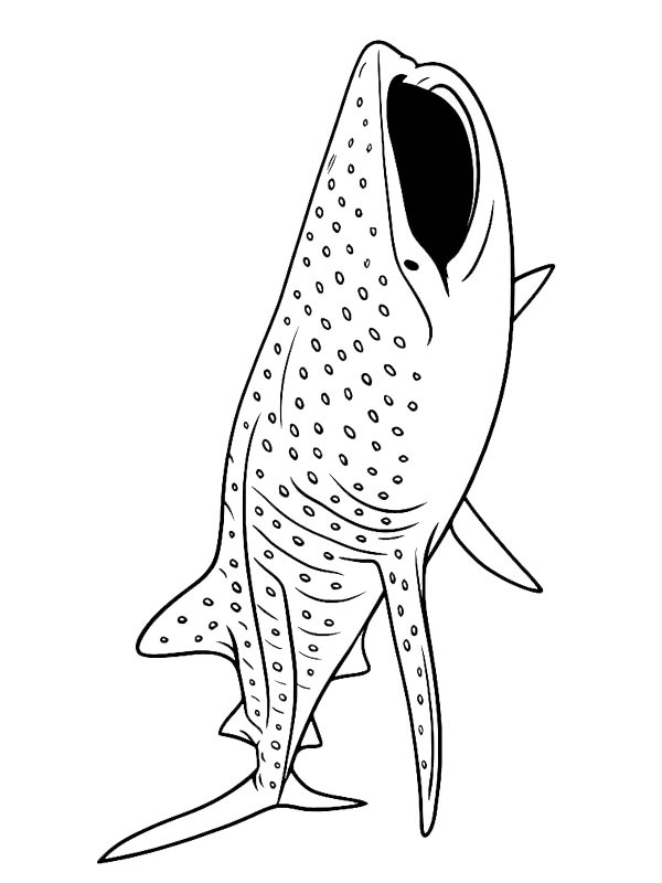 Hvalhaj Tegninger Hvalhaj Tegninger