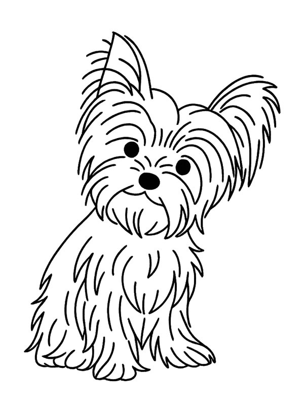 Yorkshire terrier Tegninger Yorkshire terrier Tegninger