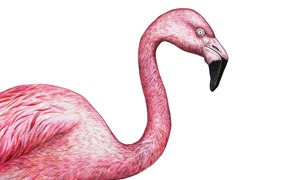 Flamingoer