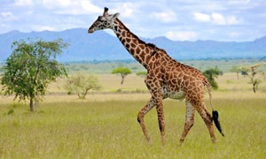 Giraffer