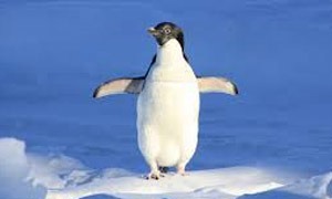 Pinguiner